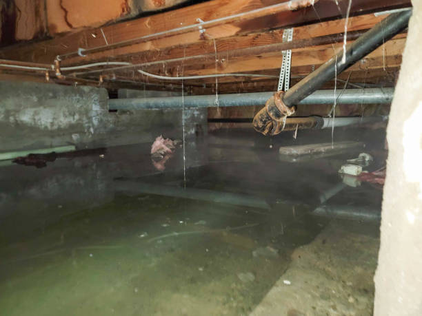 Best Carpet water damage restoration  in Newark, NY