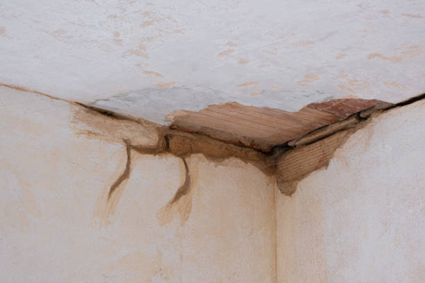 Best Mold removal after water damage  in Newark, NY